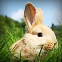 /album/quebobclita/photolia-a03-jpg/