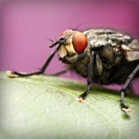 /album/quebobclita/photolia-a08-jpg/